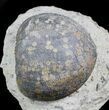 Rare Psephichinus Urchin - Garsif, Morocco #28089-3